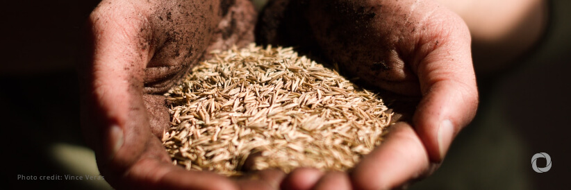 Aquatic food systems crucial for food security and poverty eradication
