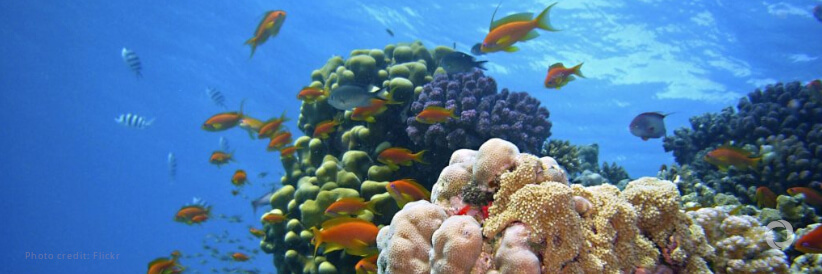 UK escalates support for global marine environment at UN Ocean Conference
