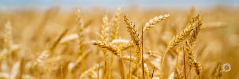 WFP supports wheat flour fortification in Tajikistan WFP supports wheat flour fortification in Tajikistan