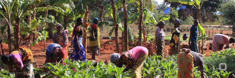 African Development Bank Technologies for African Agriculture Transformation (TAAT) to receive $27 million for emergency production of 120 million tonnes of food