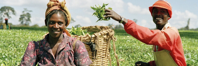 African Development Bank Group Board approves more than $1 billion for emergency food production plan African Development Bank Group Board approves more than $1 billion for emergency food production plan