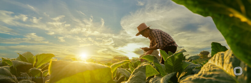 FAO rolls out its global initiative “One Country One Priority Product”