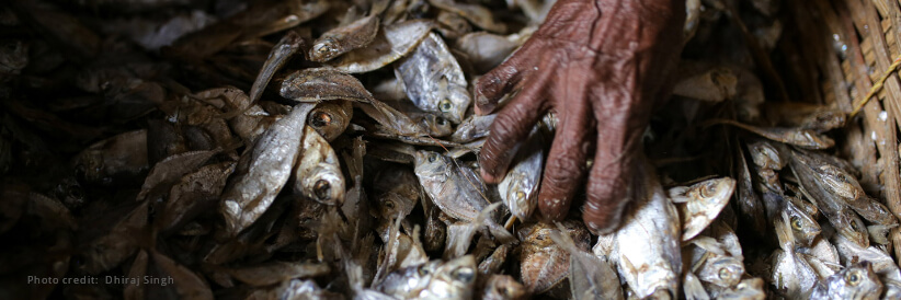 Aquatic food production key to combating hunger, according to FAO Director-General