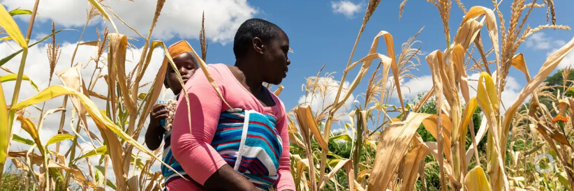 Japan provides further support to provide food in Zimbabwe Japan provides further support to provide food in Zimbabwe