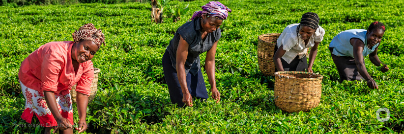 USAID announces $35 million in agriculture support for Malawi
