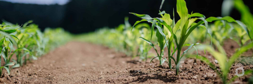 FAO to boost soil nutrient mapping in Central America and sub-Saharan Africa FAO to boost soil nutrient mapping in Central America and sub-Saharan Africa