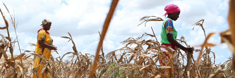 African Development Fund approves $5.4 million grant to build food security, as millions face crisis in Somalia African Development Fund approves $5.4 million grant to build food security, as millions face crisis in Somalia