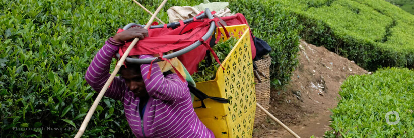 Record inflation and skyrocketing prices leave over 6 million Sri Lankans food insecure Record inflation and skyrocketing prices leave over 6 million Sri Lankans food insecure