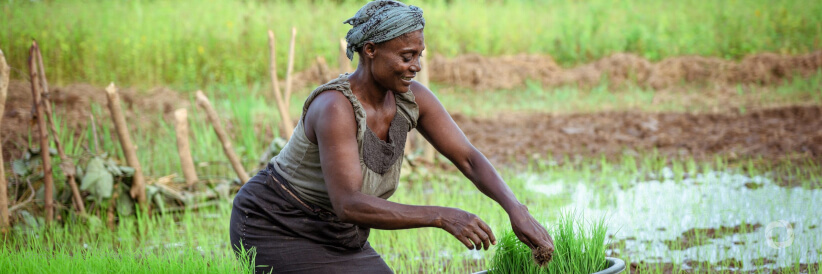 Nuclear technologies for more resilient agriculture