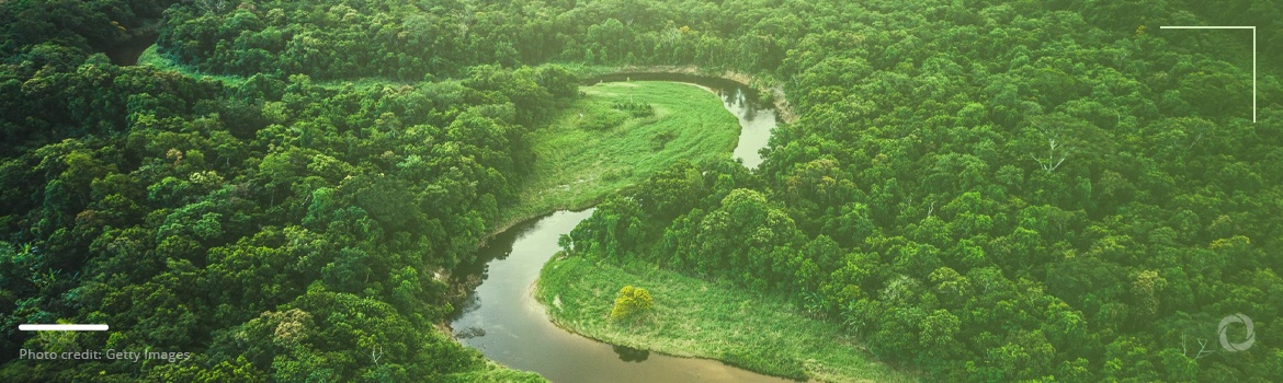 Brazilian companies sell NFTs to help preserve Amazon rainforest