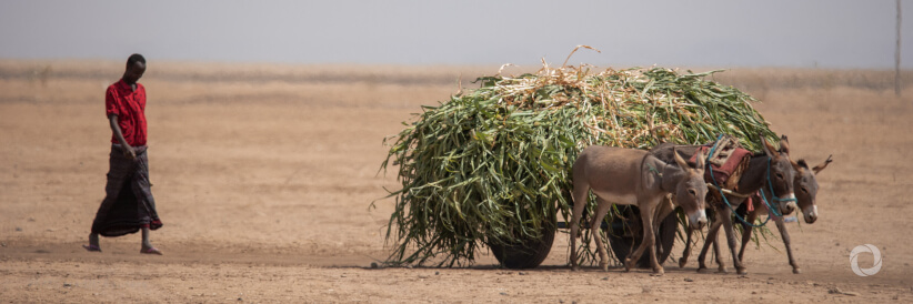 Islamic Relief launches urgent appeal as drought in Horn of Africa threatens 20 million people Islamic Relief launches urgent appeal as drought in Horn of Africa threatens 20 million people