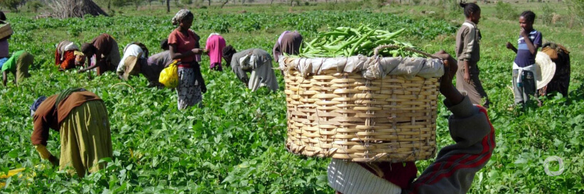 World Bank scales up its financing for food security with additional $315 million to strengthen the resilience of food systems across West Africa World Bank scales up its financing for food security with additional $315 million to strengthen the resilience of food systems across West Africa