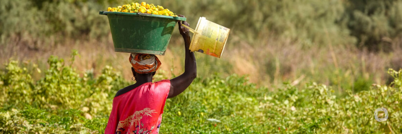 The Government of the Gambia and WFP join forces to enhance agriculture and food security of vulnerable communities in the country