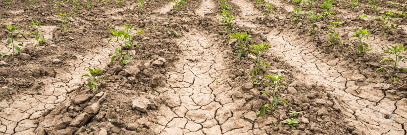 Planning for drought in MENA Planning for drought in MENA