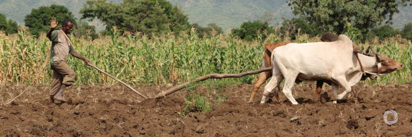 Tigray: FAO scales up procurement of fertilizers thanks to a $10 million loan from the UN Central Emergency Response Fund