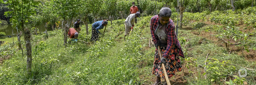 Strengthening Sri Lanka’s agricultural sector Strengthening Sri Lanka’s agricultural sector