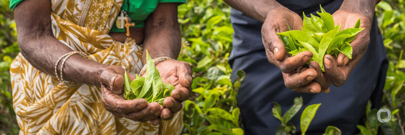 ADB approves $200 million loan to mitigate Sri Lanka food crisis ADB approves $200 million loan to mitigate Sri Lanka food crisis