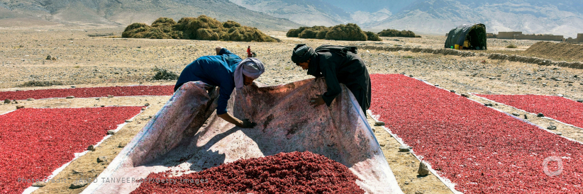 New grants to cushion impact of COVID-19 on poor households and protect food security in Afghanistan New grants to cushion impact of COVID-19 on poor households and protect food security in Afghanistan