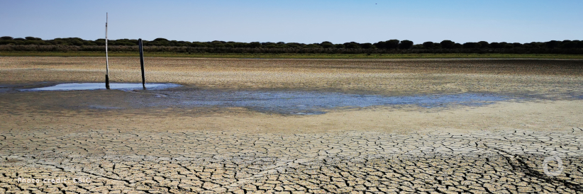 WWF call on Spanish authorities to react urgently to drying out of Doñana