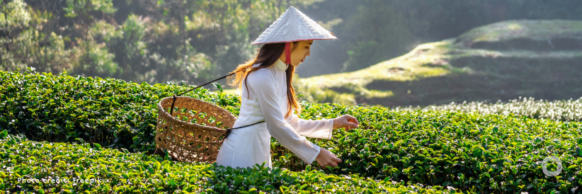 ADB launches new country partnership strategy for Viet Nam