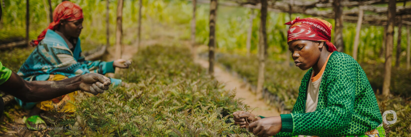 FAO welcomes $83 million USA contribution to emergency and resilience programmes FAO welcomes $83 million USA contribution to emergency and resilience programmes