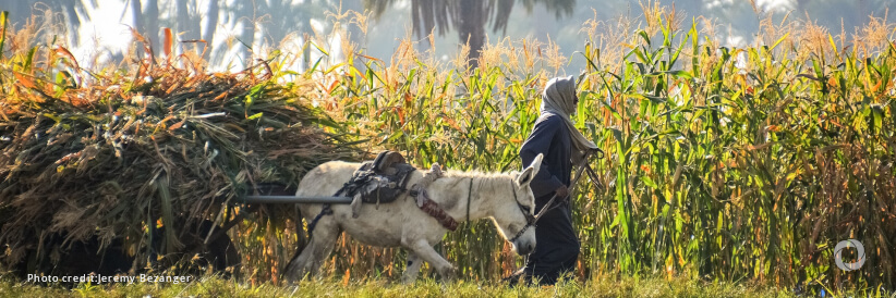 UN spotlights transformational potential of family farming for world food supply UN spotlights transformational potential of family farming for world food supply