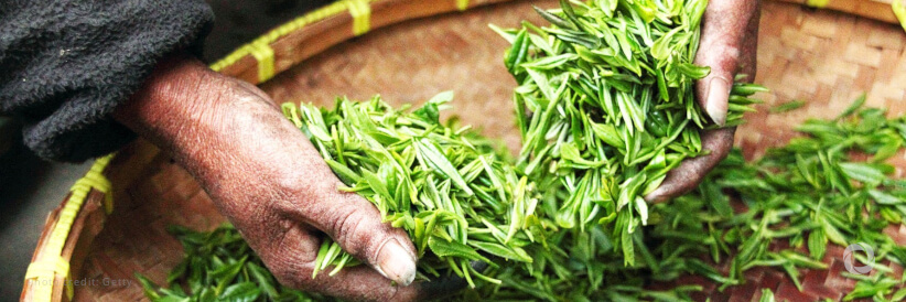 World food commodity prices dip for fifth month in a row in August World food commodity prices dip for fifth month in a row in August