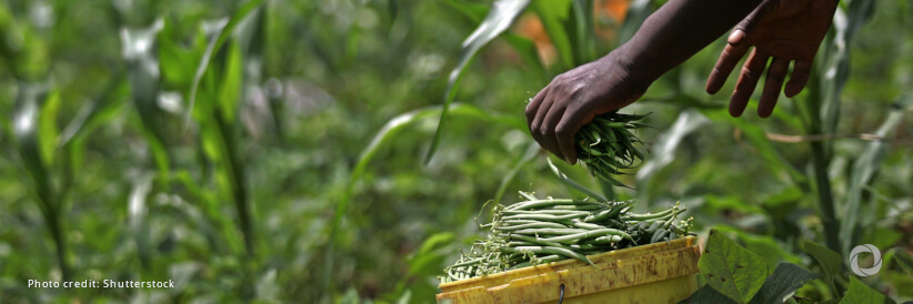 European Investment Bank confirms EUR 500 million loan to IFAD to invest in global food security