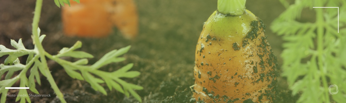 Rebuilding soil to cultivate on unculturable land in Slovenia