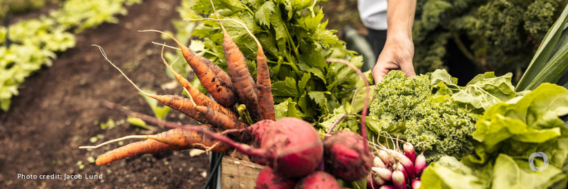 Mediterranean region: FAO and Italy to cooperate on concrete programme to support countries in need