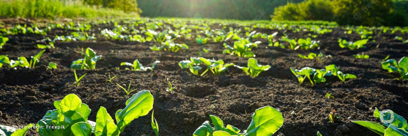 World Soil Day 2022: FAO publishes first global report on black soils