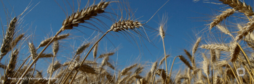 FAO and EBRD mark 25 years of cooperation with $5.5 million initiative to help face the global grain crisis