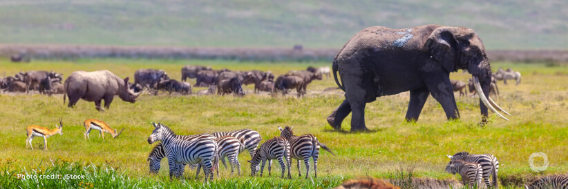 ‘Without nature, we have nothing’: UN chief sounds alarm at key UN biodiversity event