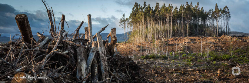 Global deal to reverse nature loss by 2030 agreed, but immediate action and funds needed to deliver