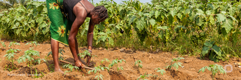 IFAD substantially strengthens its investments in Somalia to help small-scale producers cope with climate shocks and food insecurity IFAD substantially strengthens its investments in Somalia to help small-scale producers cope with climate shocks and food insecurity