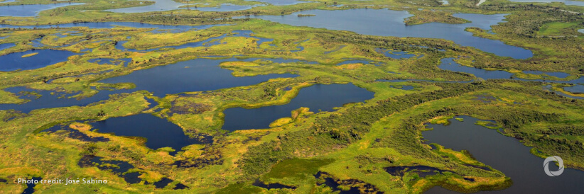 Revive and restore wetlands, home to 40 percent of all biodiversity