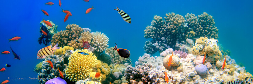 Major new commitments from the United Kingdom and Minderoo Foundation for coral reefs