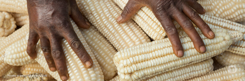 Fighting hunger in the Horn of Africa