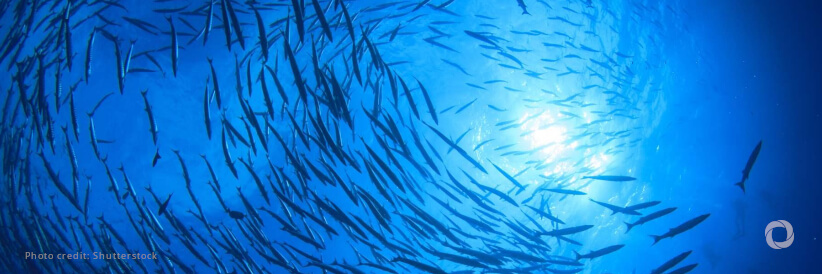 Our Ocean Conference: EU announces €816.5 million worth of commitments to protect the ocean