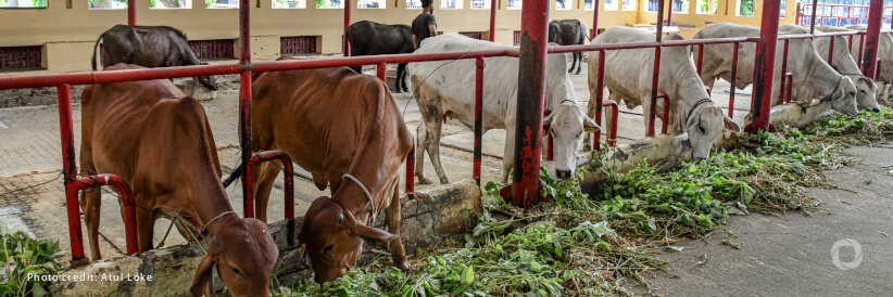 World Bank approves $82 million for prevention of zoonotic, endemic diseases in India World Bank approves $82 million for prevention of zoonotic, endemic diseases in India