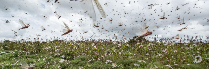 FAO warns of potentially devastating Moroccan Locust outbreak in Afghanistan’s wheat basket