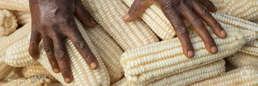 FAO Food Price Index declines in May