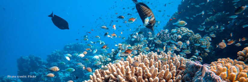 FAO set to support implementation of landmark treaty for conservation and sustainable use of marine biodiversity on high seas
