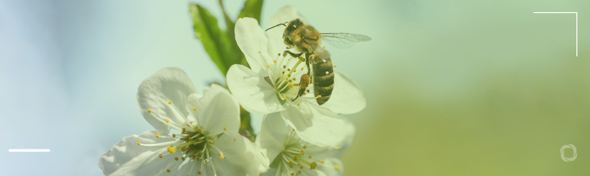 No biodiversity – no future for food, or why we need more nature in agriculture