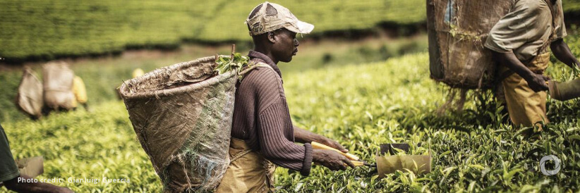 Sudan: Emergency seed distribution kick off leveraging the ongoing planting season to boost food production Sudan: Emergency seed distribution kick off leveraging the ongoing planting season to boost food production
