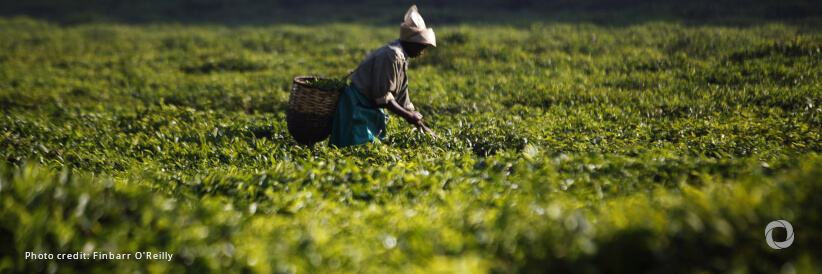 Green climate fund approves WFP's US$10 million project to build climate resilience in Cote D'Ivoire Green climate fund approves WFP's US$10 million project to build climate resilience in Cote D'Ivoire