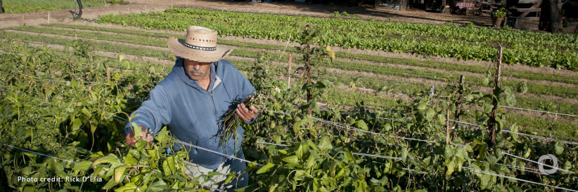 New partnership to promote decent work across food systems New partnership to promote decent work across food systems