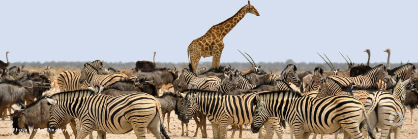 FAO welcomes European Union contribution of €25 million to advance wildlife conservation and food security FAO welcomes European Union contribution of €25 million to advance wildlife conservation and food security