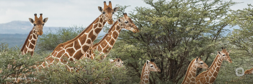 The Royal Foundation and UNODC announce landmark partnership to tackle the global illegal wildlife trade through the United for Wildlife programme The Royal Foundation and UNODC announce landmark partnership to tackle the global illegal wildlife trade through the United for Wildlife programme