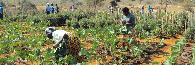 USAID enables WFP to provide support to Zimbabwe's urban communities